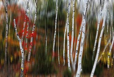 Enchanted Birch Forest thumb