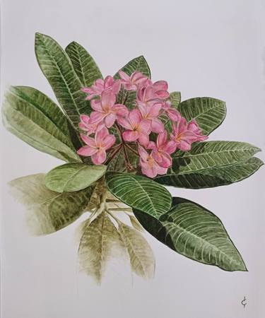 Print of Figurative Botanic Paintings by Elisane Reis