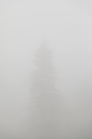 Pine through Dense Fog thumb