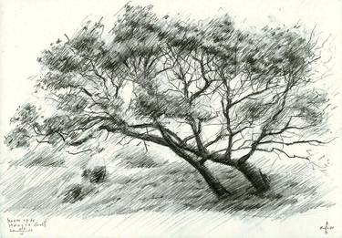 Original Tree Drawings by Corné Akkers