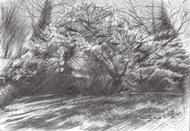 Print of Impressionism Tree Drawings by Corné Akkers