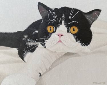 Original Photorealism Cats Paintings by Jill Ann Harper