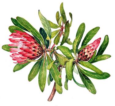 Print of Fine Art Floral Paintings by Heidi Kriel