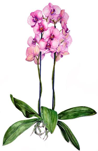 Print of Realism Floral Paintings by Heidi Kriel