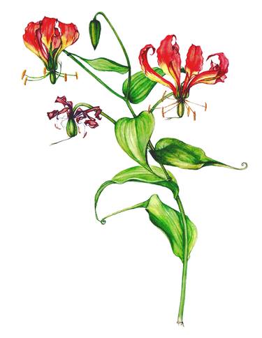 Print of Realism Botanic Paintings by Heidi Kriel
