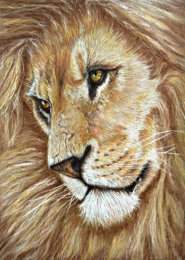 Print of Fine Art Animal Drawings by Heidi Kriel