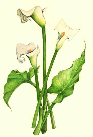 Print of Fine Art Botanic Paintings by Heidi Kriel