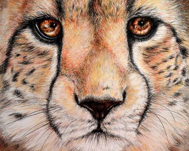 Print of Animal Drawings by Heidi Kriel