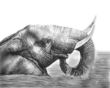 Print of Animal Drawings by Heidi Kriel