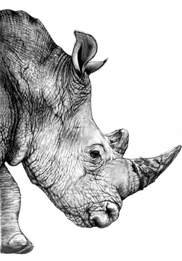 Print of Fine Art Animal Drawings by Heidi Kriel