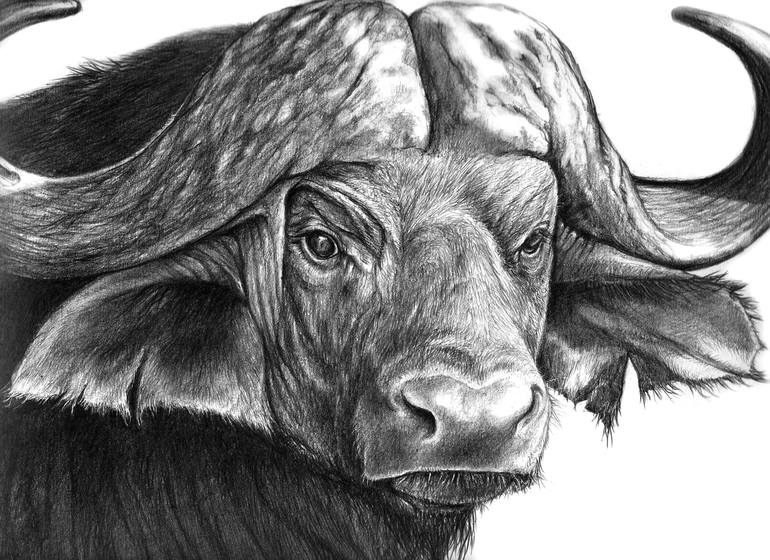 buffalo Drawing by Heidi Kriel | Saatchi Art