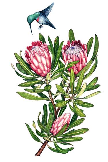 Print of Botanic Paintings by Heidi Kriel
