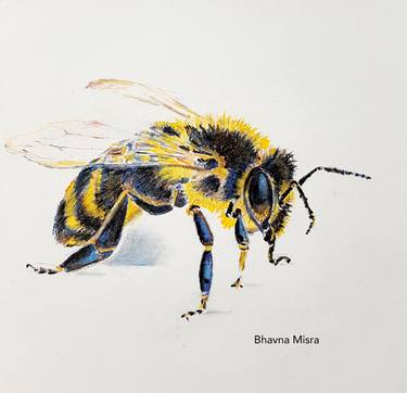 "Bee to Blossom" - Portrait of Honeybee by Bhavna Misra thumb
