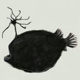 Himantolophus groenlandicus in the dark abyss on a Sunday afternoon - Limited Edition of 10 by Ian Bourgeot