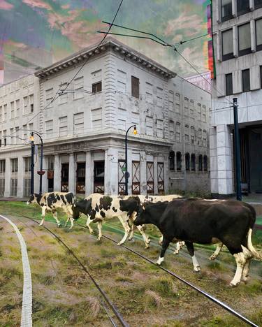 When the Cows Come Home - Color print on aluminum panel - Limited Edition of 20 thumb