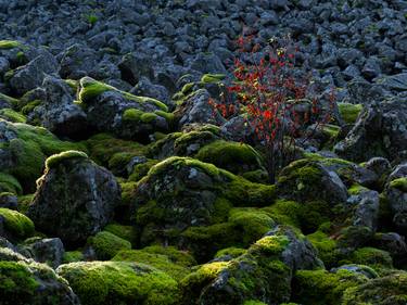 Illuminated: Tree in a sea of basalt blocks thumb