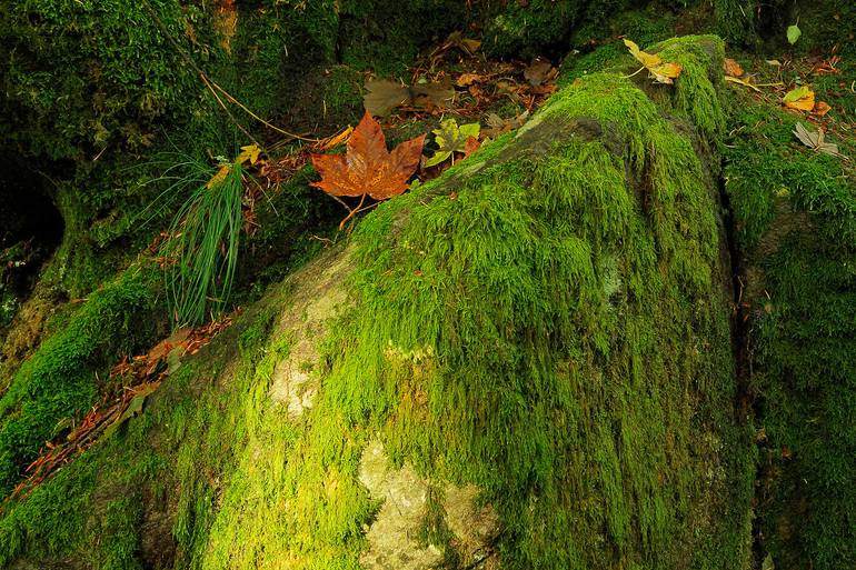 Original Abstract Nature Photography by Matthias Heymel