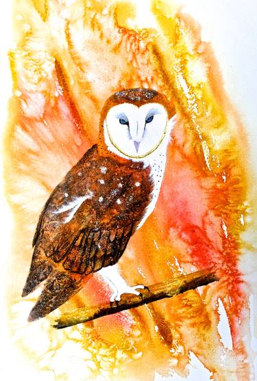 Barn Owl at Sunset thumb