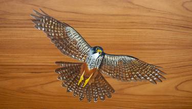 New Zealand Falcon, Karearea thumb