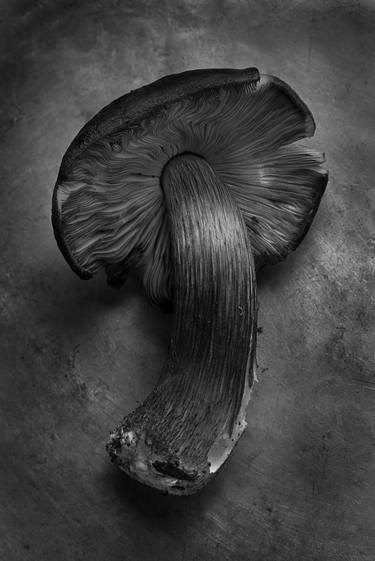 Original Botanic Photography by Anne Schubert