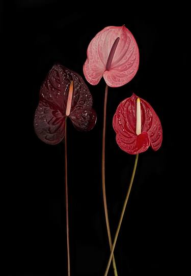 Original Floral Photography by Anne Schubert