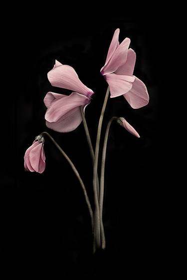 CYCLAMEN 1 - Limited Edition of 8 thumb