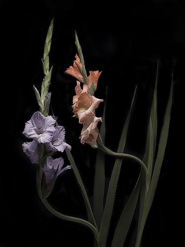 Original Fine Art Floral Photography by Anne Schubert