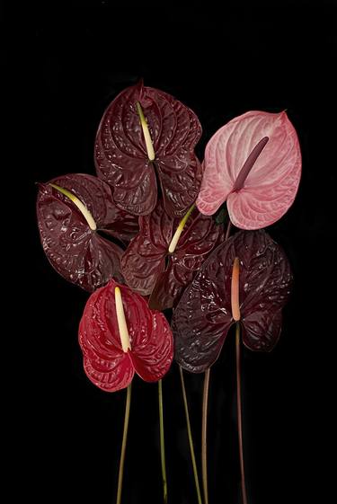 Original Fine Art Floral Photography by Anne Schubert