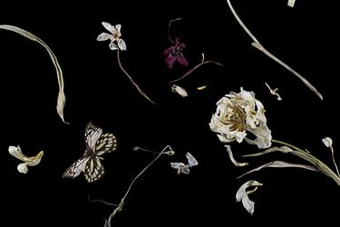 Original Floral Photography by Anne Schubert