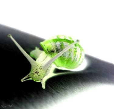 The green salad snail thumb