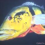 pavon by Cerr Rojas