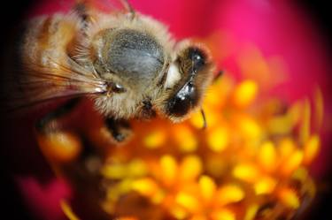 Giant Bee thumb