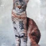 Maine Coon by Kate Oleska