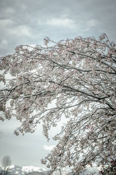 Print of Fine Art Tree Photography by Miz Watanabe