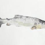 salmon trout by Maeve van Klaveren