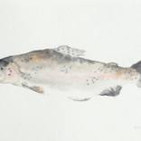 salmon trout by Maeve van Klaveren