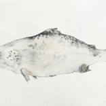 sea trout by Maeve van Klaveren