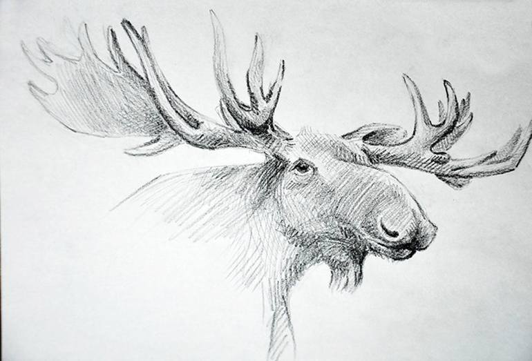 how to draw a moose