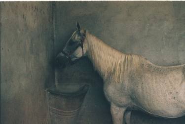 Equus 1  image