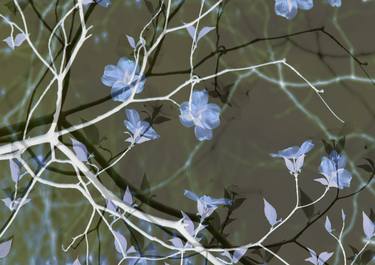 Blue Dogwood Blossoms thumb
