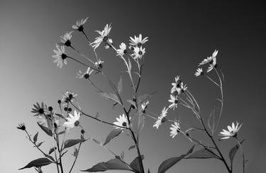 Original Documentary Botanic Photography by John Flatz