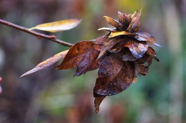 Original Fine Art Botanic Photography by Alexander James Murry