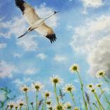 Whooping crane flies over a field of daisies by Olga Beliaeva Watercolor