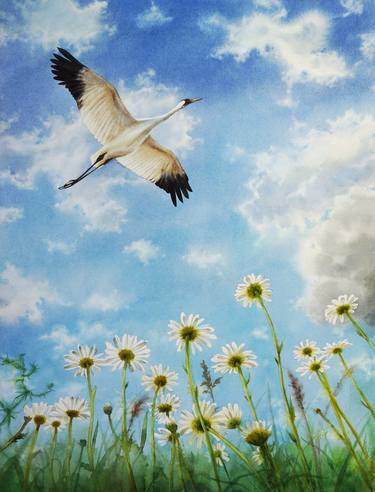 Whooping crane flies over a field of daisies thumb