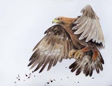 Golden Eagle Watercolor Paintings For Sale Saatchi Art