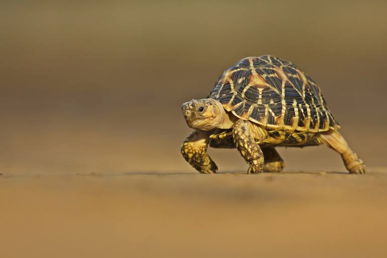 The Rock Starr - Star Turtle Photography by Vicky Chauhan | Saatchi Art