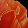 Paint a poppy means always remember the warm summers of my country