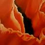 Paint a poppy means always remember the warm summers of my country