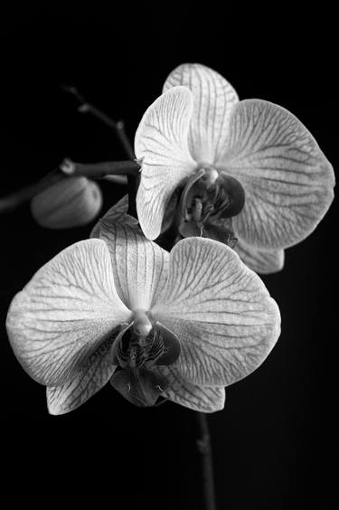 Sisters #1 Orchidee / Orchids ltd ed. 1/10 thumb