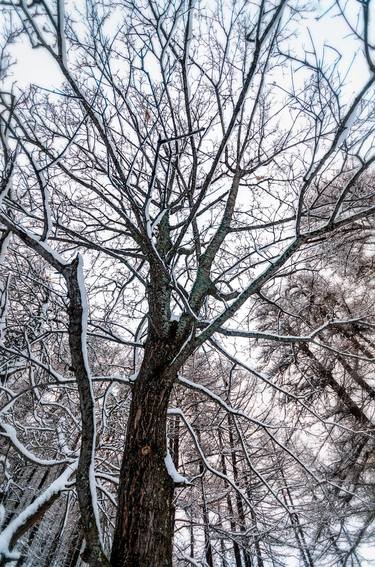 Original Tree Photography by Dario Cuccato